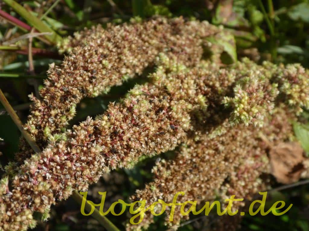 Steirerkraft und die Kernothek - Regional und gschmackig 23 Kernothek Amaranth