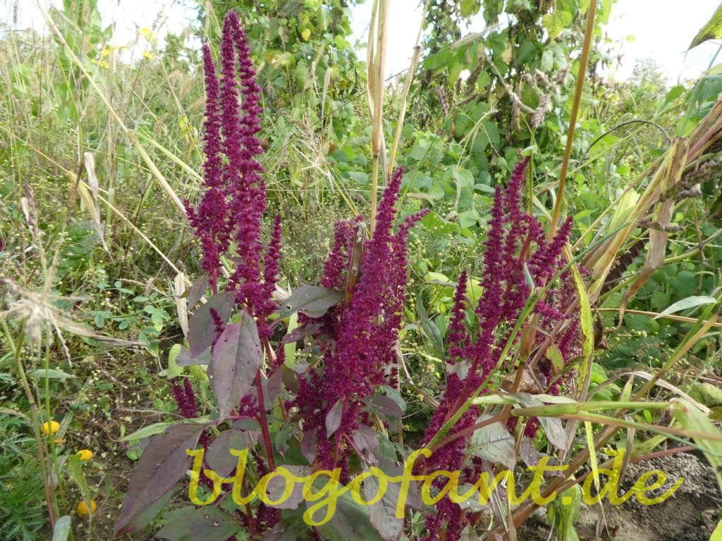 Steirerkraft und die Kernothek - Regional und gschmackig 27 Kernothek Quinoa