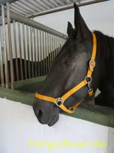 Probier mal Stutenmilch am Töchterlehof 21 Toechterlehof_Pferd