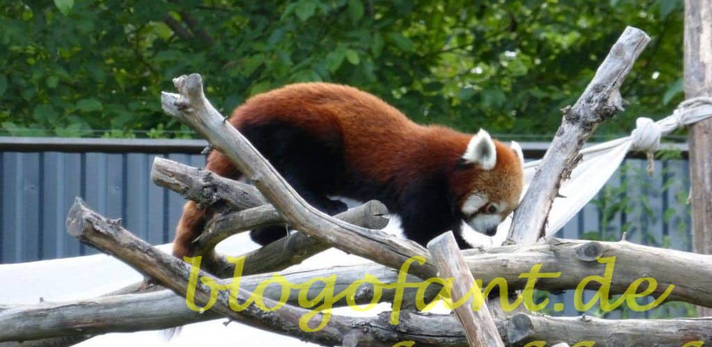 Tierwelt Herberstein – Ein besonderer Tag im steirischem Zoo 1 Zoo Herberstein